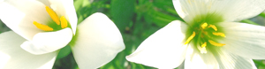 f09_sm.jpg