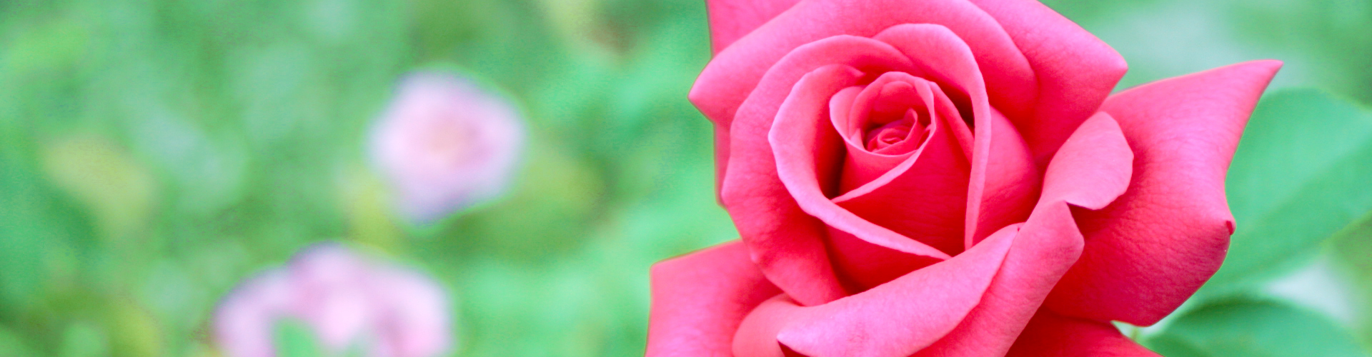 赤いバラ お花の写真素材 商用可フリー